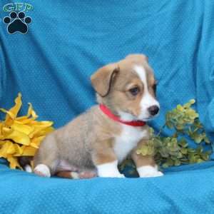 Buster, Pembroke Welsh Corgi Puppy